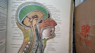 CNS Embryology Lec no1 Derivatives of Neural Tube Brain Vesicles Langman Embryology [upl. by Deirdra]