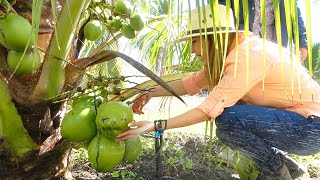 El método infalible para germinar un coco de supermercado [upl. by Nylirad665]