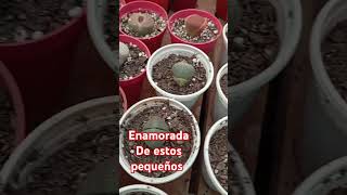 lithops suculentas cactusmania misiones argentina [upl. by Leinadnhoj]