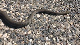 Two Yellow Faced Whip Snakes [upl. by Clarabelle522]