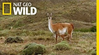 Frolicking Baby Guanacos  Extreme Survivors [upl. by Aphra205]