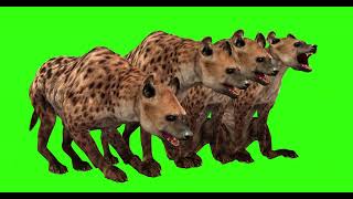 HYENA 29  GREEN SCREEN  4k  ANIMATION  FREE 3D [upl. by Notned487]