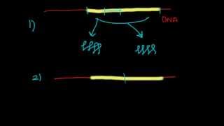 Analysis of proteins by in vitro mutagenesis [upl. by Laden]