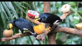 4K Video Yellowfaced Myna 黃臉樹八哥 Canon 5D Mark IV 5DM4 [upl. by Ahsied]