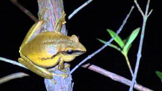 Vocalização de Hypsiboas albopunctatus [upl. by Pooi]