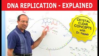 DNA Replication  RNA  Nucleotide  Cell Biology  Genetics🧬 [upl. by Telfore636]