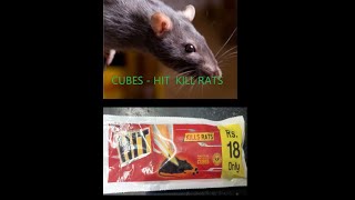 how to kill rats in homeHOW TO PLACE HIT KILLS RATS CUBEShow to kill rats ampmice  HIT CAKE POISON [upl. by Akyre507]