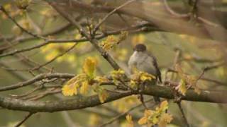 Blackcap Singing [upl. by Eanal890]