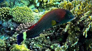 Chiseltooth wrasse Pseudodax moluccanus in 4K [upl. by Eycats597]