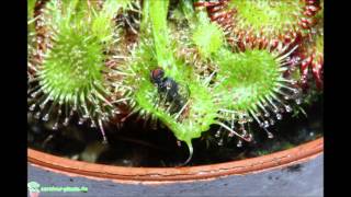 Fang der Fleischfressenden Pflanze Drosera Rotundifolia  carnivorplantsde [upl. by Pedaias]