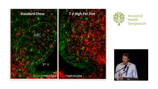 What Causes Leptin Resistance — Stephan Guyenet PhD AHS14 [upl. by Haggar640]