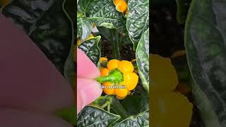 How to Make Your Habanero Peppers Plants Produce All SeasonIndoor LED Grow Light [upl. by Manthei]