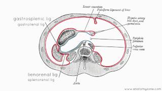 Peritoneal Cavity  Part 3  Anatomy Tutorial [upl. by Clynes]