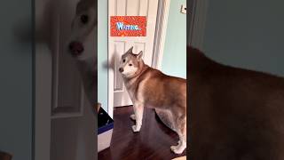 Stubborn Husky DEMANDS Water Ep3 Huskies  The Weirdest Most Dramatic Dog shorts husky dogshorts [upl. by Hebrew42]