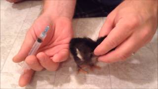 How to Vaccinate a Chick [upl. by Mela]