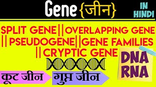 Gene जीनTypes Of Gene In Hindiजीन के प्रकारDNA And RNAbotany adda [upl. by Erina446]