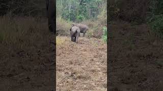 Kabini wildlife safari elephants 🐘🐘🐘 [upl. by Orwin]