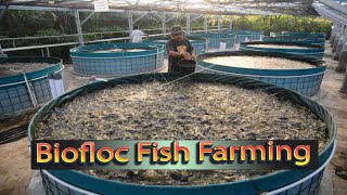 Biofloc Fish Farming System  Aeration System In Biofloc Fish Farming [upl. by Im]