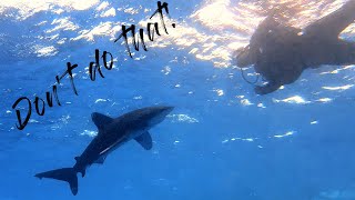 Right behaviour avoid an attack Diving with Longimanus shark in the Red Sea Egypt [upl. by Ernaline]