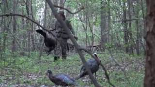 Spring Gobbler Hunting Virginia Cant Stop The Flop [upl. by Talia]