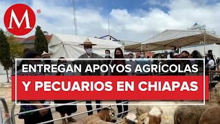 El gobernador de Chiapas Rutilio Escandón entrega apoyos agrícolas y pecuarios [upl. by Goodill667]