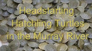 Head Starting Australian Turtles [upl. by Parish924]