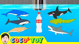 EN Sharks live under the wash basin 5 kids animals animation dinosaurs adventureㅣCoCosToy [upl. by Morty]