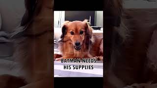 Im Batman meme batman funny dog capcut viral funnydogs funnydog trending dogedit [upl. by Enuj]