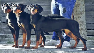 Transylvanian Hound  Wild boar Dogs Erdélyi kopó [upl. by Youngman]