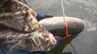 Bowfishing MONSTER 50lb Carp quotIs That A SHARKquot [upl. by Euqinwahs67]