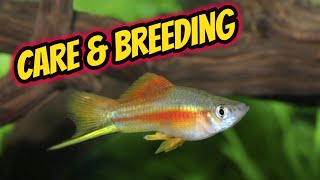 Swordtail Care and Breeding Guide [upl. by Sue]