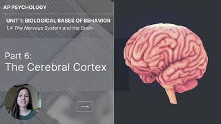 Unit 1A Part 6 The Cerebral Cortex [upl. by Bass]