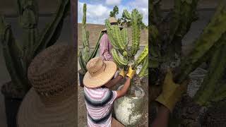 Potting cactus 🌵 fyp reels reelsvideo plants working workers nursery [upl. by Waylen392]