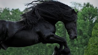 WATCH AND BE CAPTIVATED FRIESIAN STALLION FREDERIK THE GREAT [upl. by Camey]