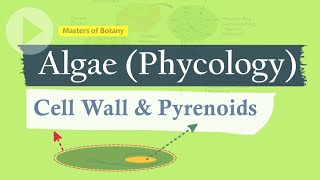 Cell Wall amp Pyrenoids  Algae Phycology [upl. by Erlene]