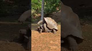 100yrs old tortoise mating [upl. by Jonas773]