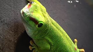 Phelsuma madagascariensis  Gray 1831 HD  Madagascar Day Gecko  Zoologique Paris  092014 [upl. by Akinehc945]