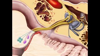 Cranial nerve VIII [upl. by Lachus]