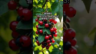 베어베리UvaUrsi Bearberry 활용법 TOP 3 [upl. by Haet]