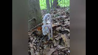 Top 10 Ghost Pipe Monotropa Uniflora Photos 2024 ghostpipe monotropauniflora Pennsylvania [upl. by Sidwell]