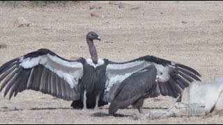 BIRDS OF THE INDIAN THAR DESERT [upl. by Clarkson229]