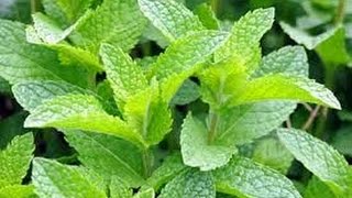 ⟹ Spearmint Peppermint an the Royal Empress Tree mint [upl. by Nirret]