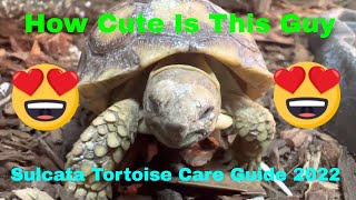 Sulcata Tortoise Care Guide 2022 [upl. by Nessi]