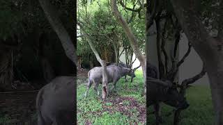 20240930 台北北投國立臺北藝術大學 護校神獸 三隻水牛 22 Taiwan Water Buffalo  Bubalus bubalis x 磨角抓癢 x 北藝大TNUA [upl. by Anitsyrk]