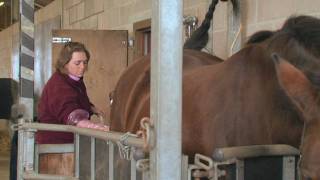 Equine Reproduction UK  3 day breeding short course AI tech training [upl. by Ssilb56]