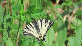 Scarce Swallowtail Iphiclides podalirius Donau Auen Lobau Vienna Austria 19 April 2024 [upl. by Erde729]