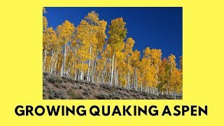 Seeds That Grow In ONE DAY Growing Quaking Aspen [upl. by Eilagam]