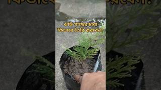 ঝাউ গাছের চারা কিভাবে সহজেই তৈরি করবেনঝাউচারা seedlings shortsviral gardening biprogarden [upl. by Eilrahs895]