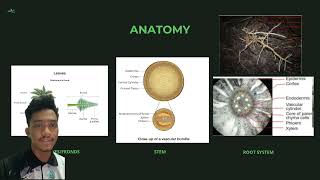 AGR499 Morphology Anatomy Photosynthesis and Phenology of Oil Palm [upl. by Laurin]