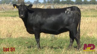 Lot 51 Merridale Blackbird CMD22T107 [upl. by Brooke]